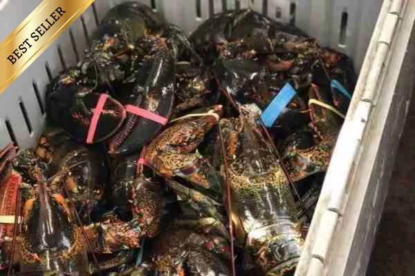 Medium Live Lobster $19.99 per lb. (1.5LB)