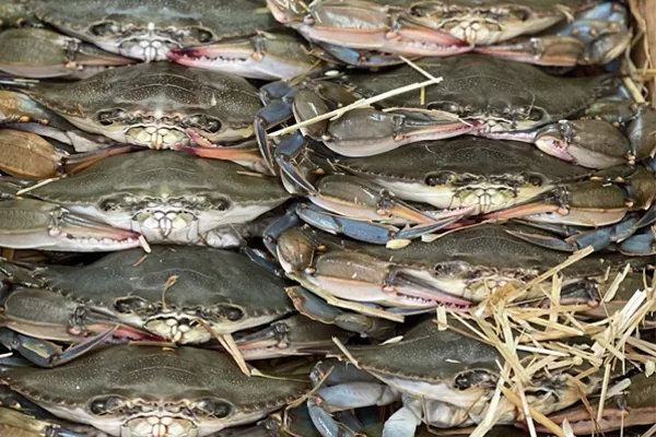 Fresh soft-shell crabs arranged together