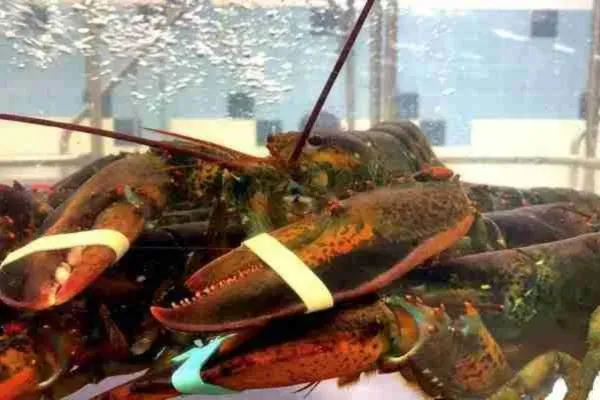 Live Lobsters Delivered
