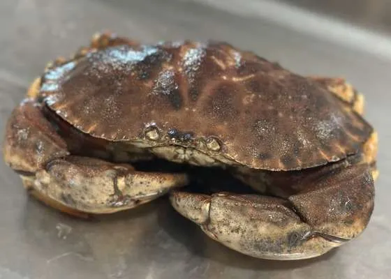 Live crab displayed on a tray